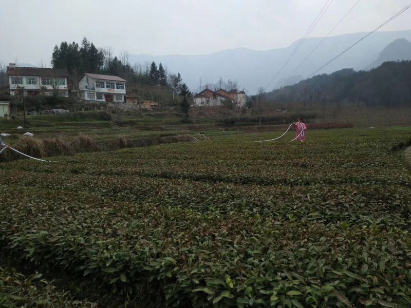 茶叶树苗，陕茶一号，龙井，平阳特早，品种齐全。
