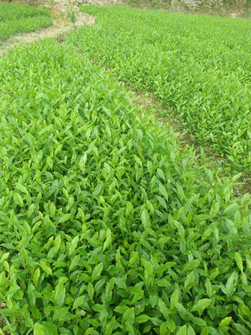 茶叶树苗，陕茶一号，龙井，平阳特早，品种齐全。