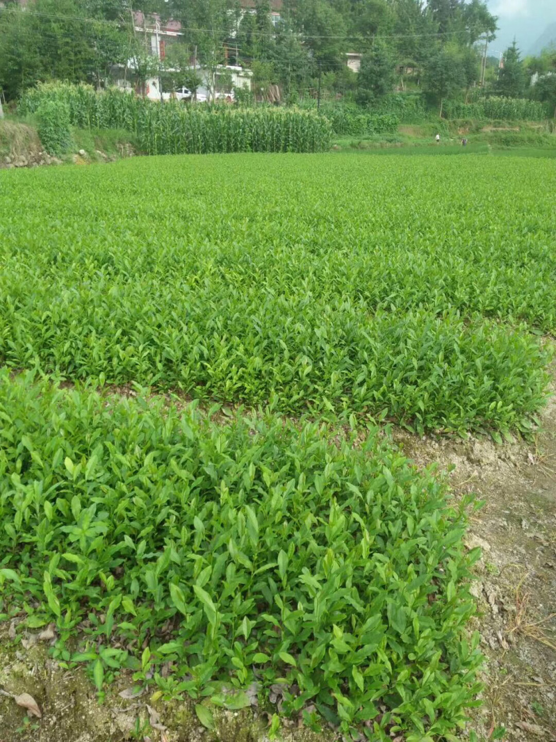 茶叶树苗，陕茶一号，龙井，平阳特早，品种齐全。