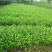 茶叶树苗，陕茶一号，龙井，平阳特早，品种齐全。