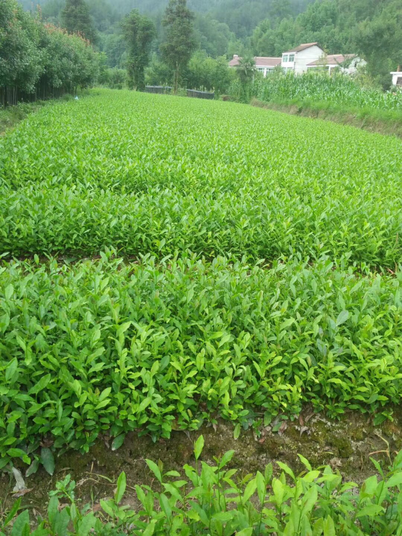 茶叶树苗，陕茶一号，龙井，平阳特早，品种齐全。