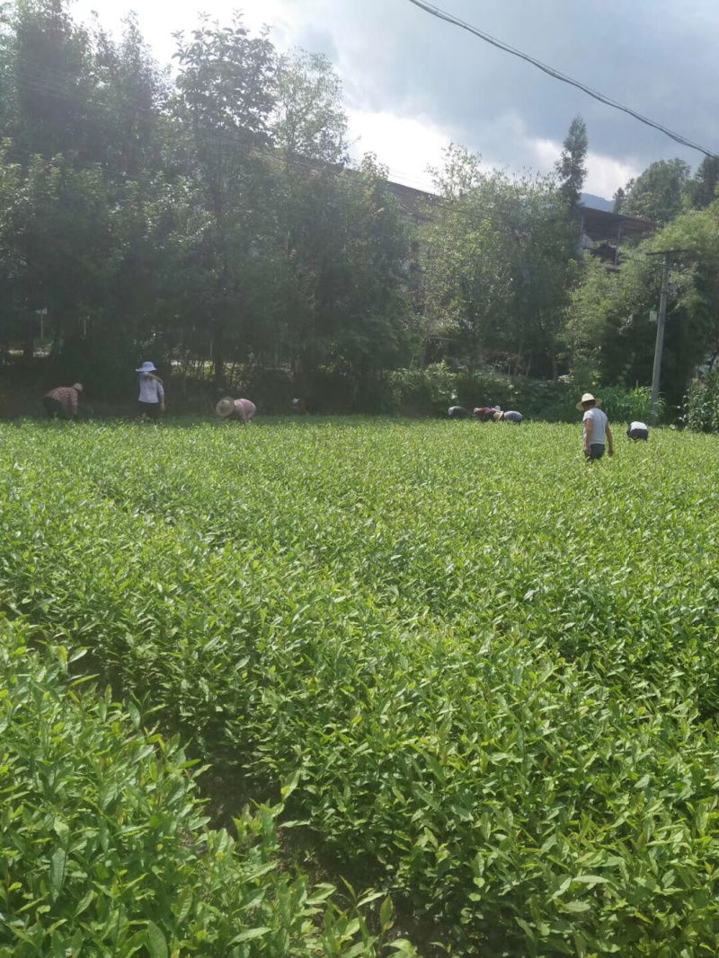 茶叶树苗，陕茶一号，龙井，平阳特早，品种齐全。