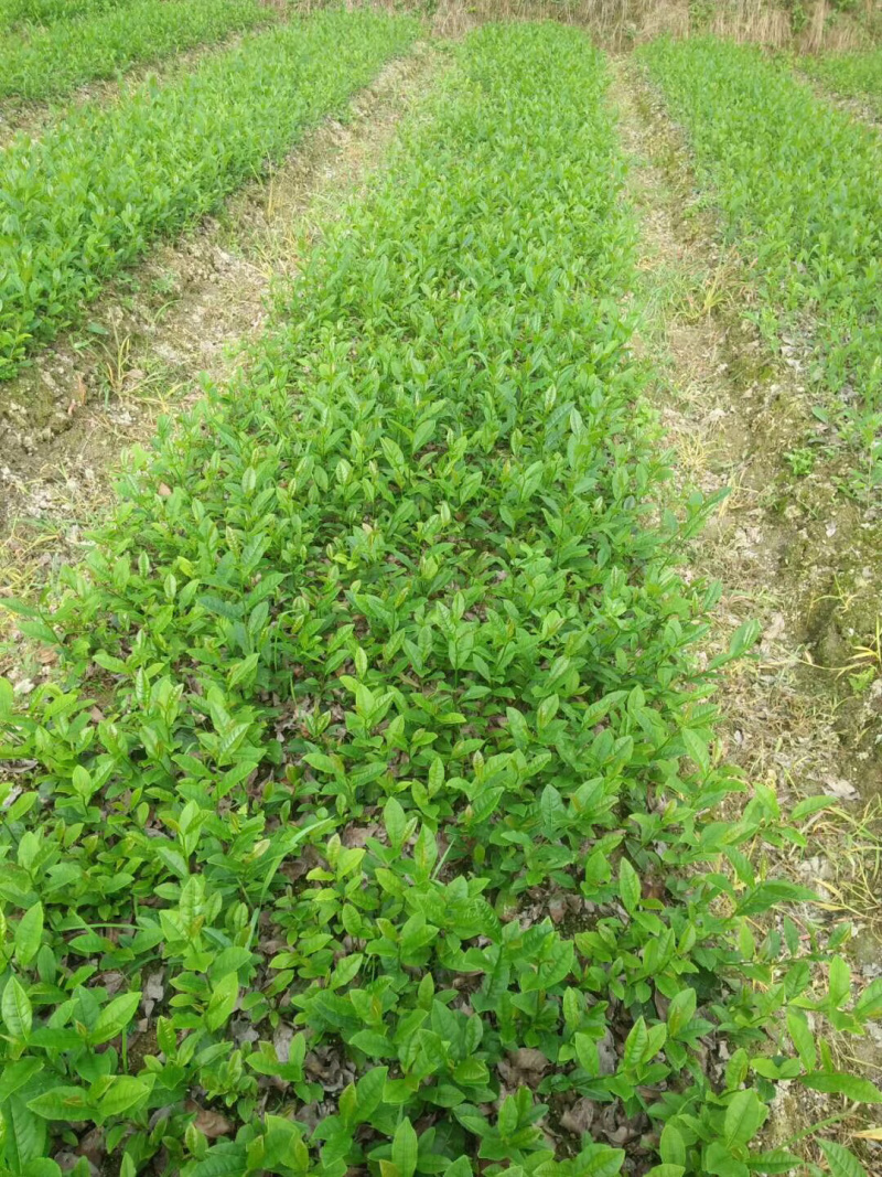 茶叶树苗，陕茶一号，龙井，平阳特早，品种齐全。