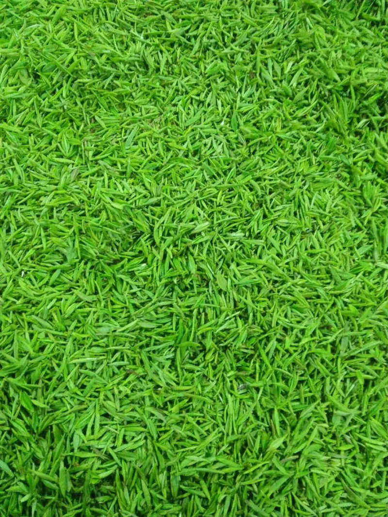 茶叶树苗，陕茶一号，龙井，平阳特早，品种齐全。