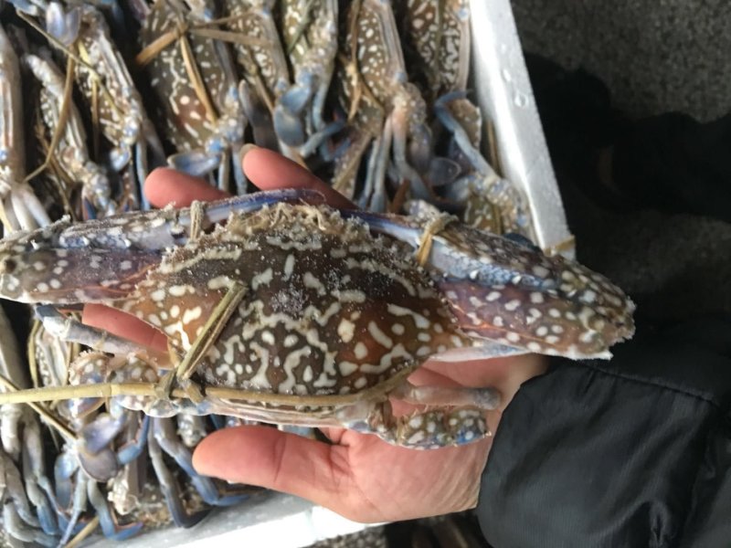 北部湾新鲜花蟹