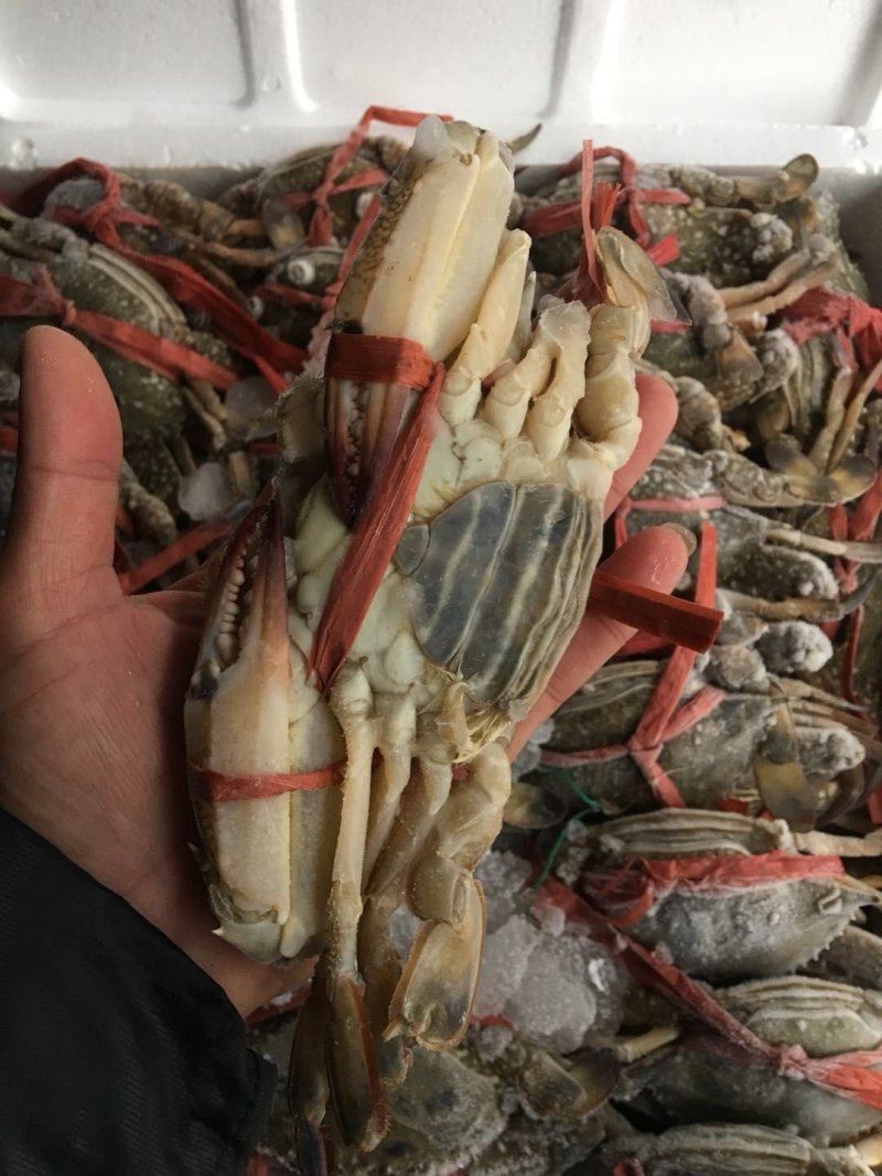 北部湾新鲜花蟹