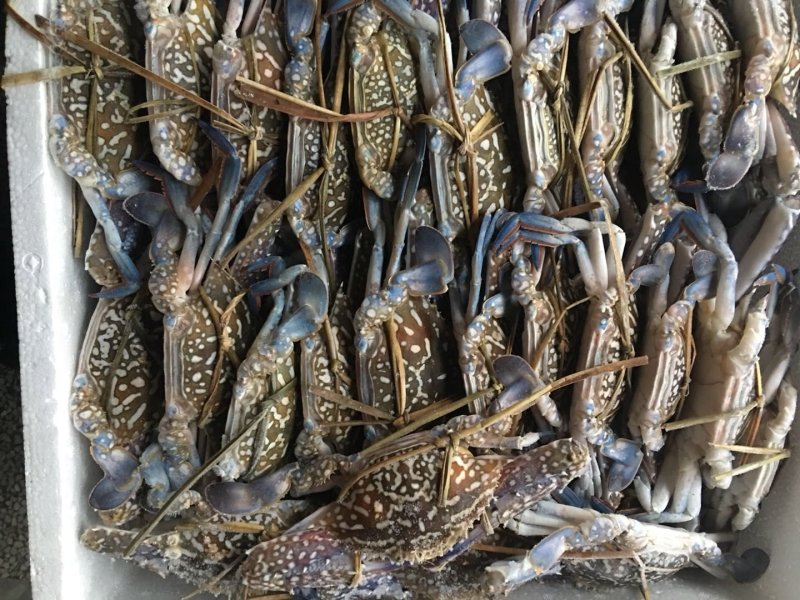 北部湾新鲜花蟹