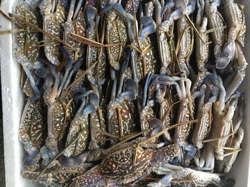 北部湾新鲜花蟹