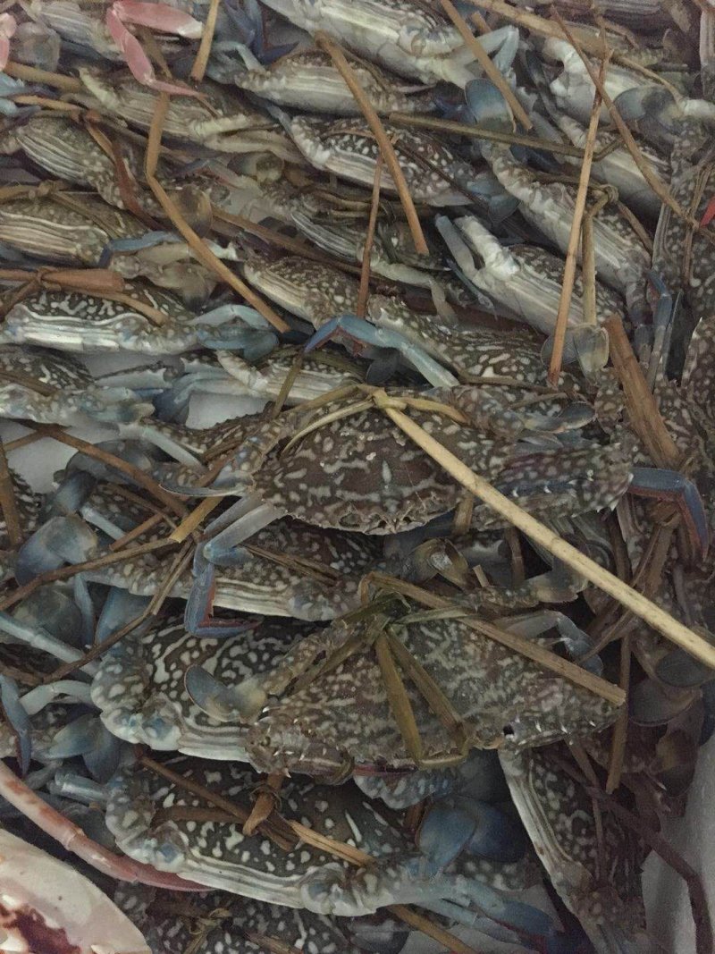 北部湾新鲜花蟹