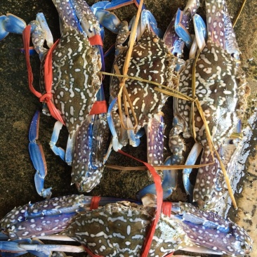 北部湾新鲜花蟹
