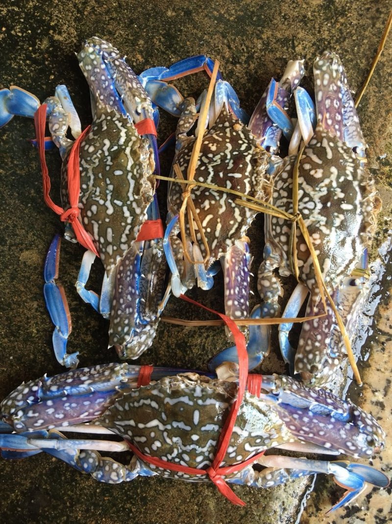 北部湾新鲜花蟹