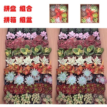 多肉多色整箱批发超低价格