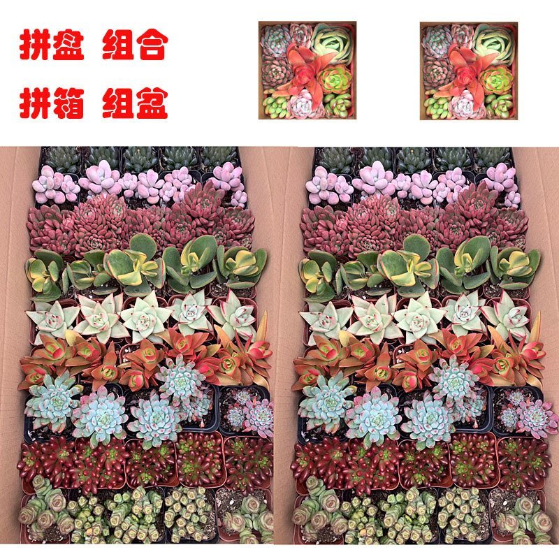 多肉多色整箱批发超低价格