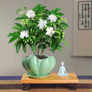 丁香花一件10盆，一盆15元