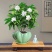 丁香花一件10盆，一盆15元