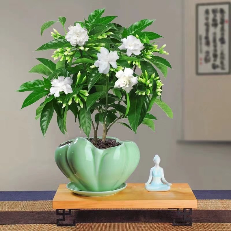 丁香花一件10盆，一盆15元