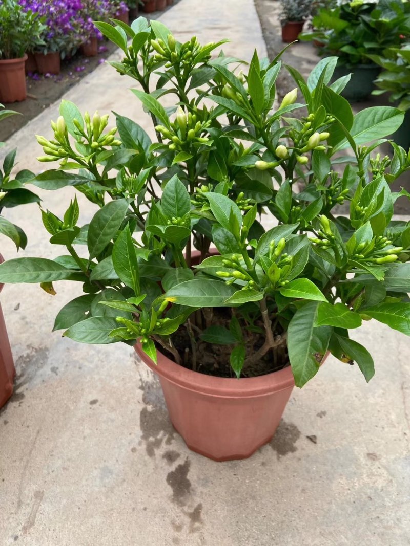 丁香花一件10盆，一盆15元