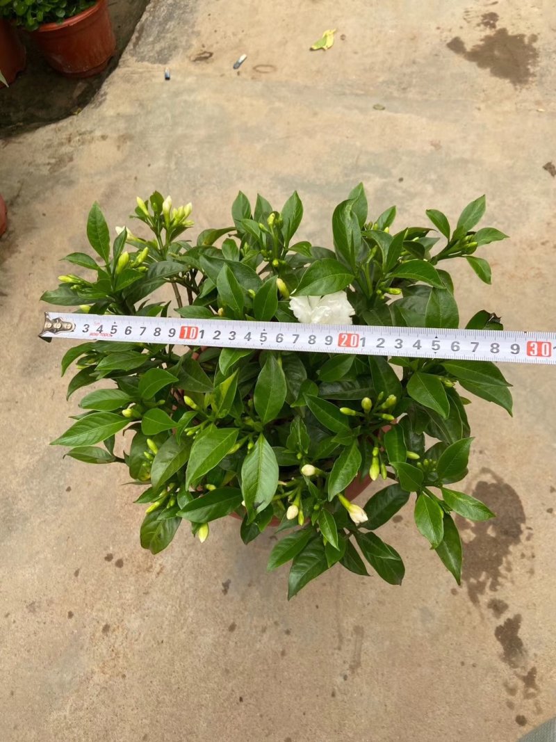 丁香花一件10盆，一盆15元