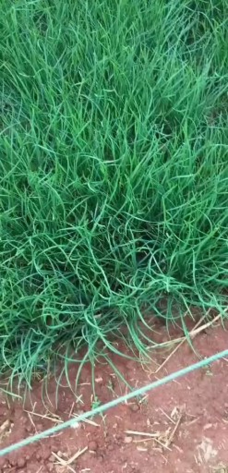 韭菜苗