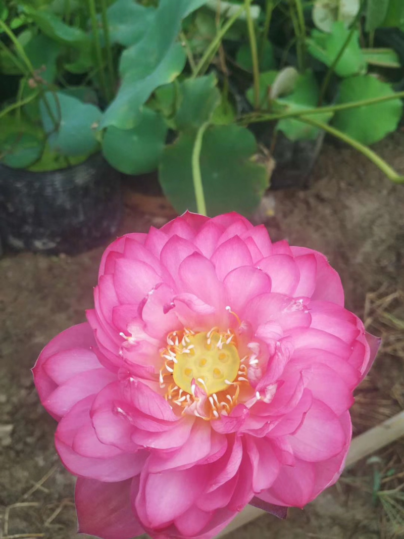 碗莲苗盆栽碗莲苗水生植物