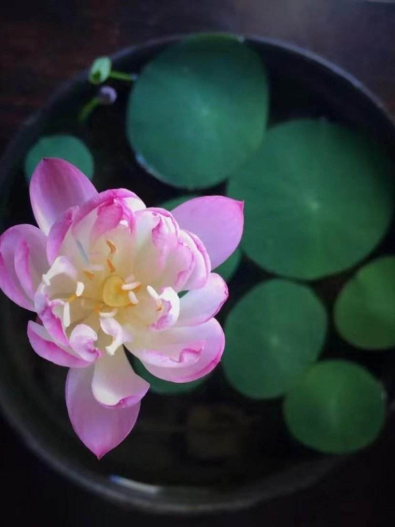 碗莲苗盆栽碗莲苗水生植物