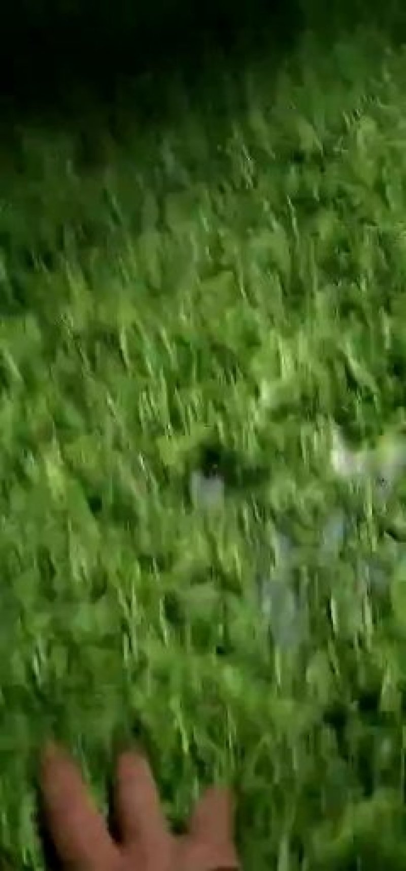 黄金茶一两黄金一两茶！千金难寻明前茶！保靖黄金茶