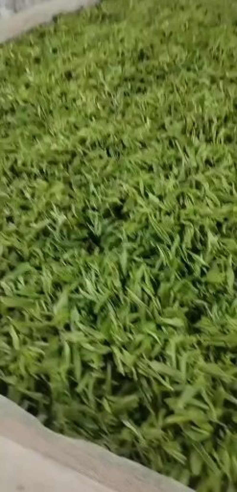 黄金茶一两黄金一两茶！千金难寻明前茶！保靖黄金茶