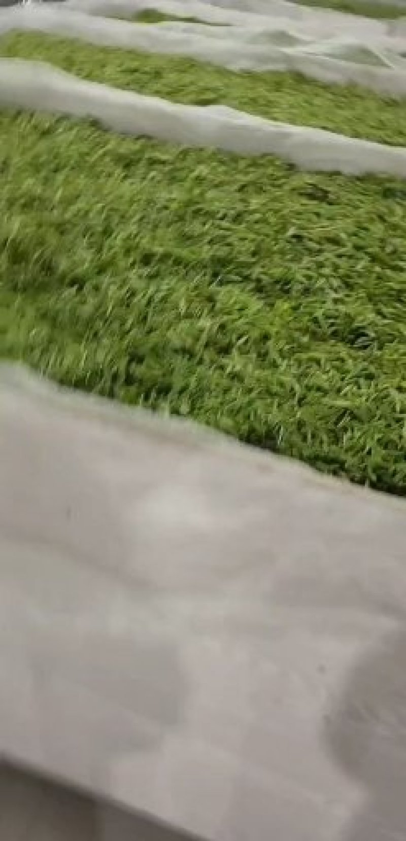 黄金茶一两黄金一两茶！千金难寻明前茶！保靖黄金茶