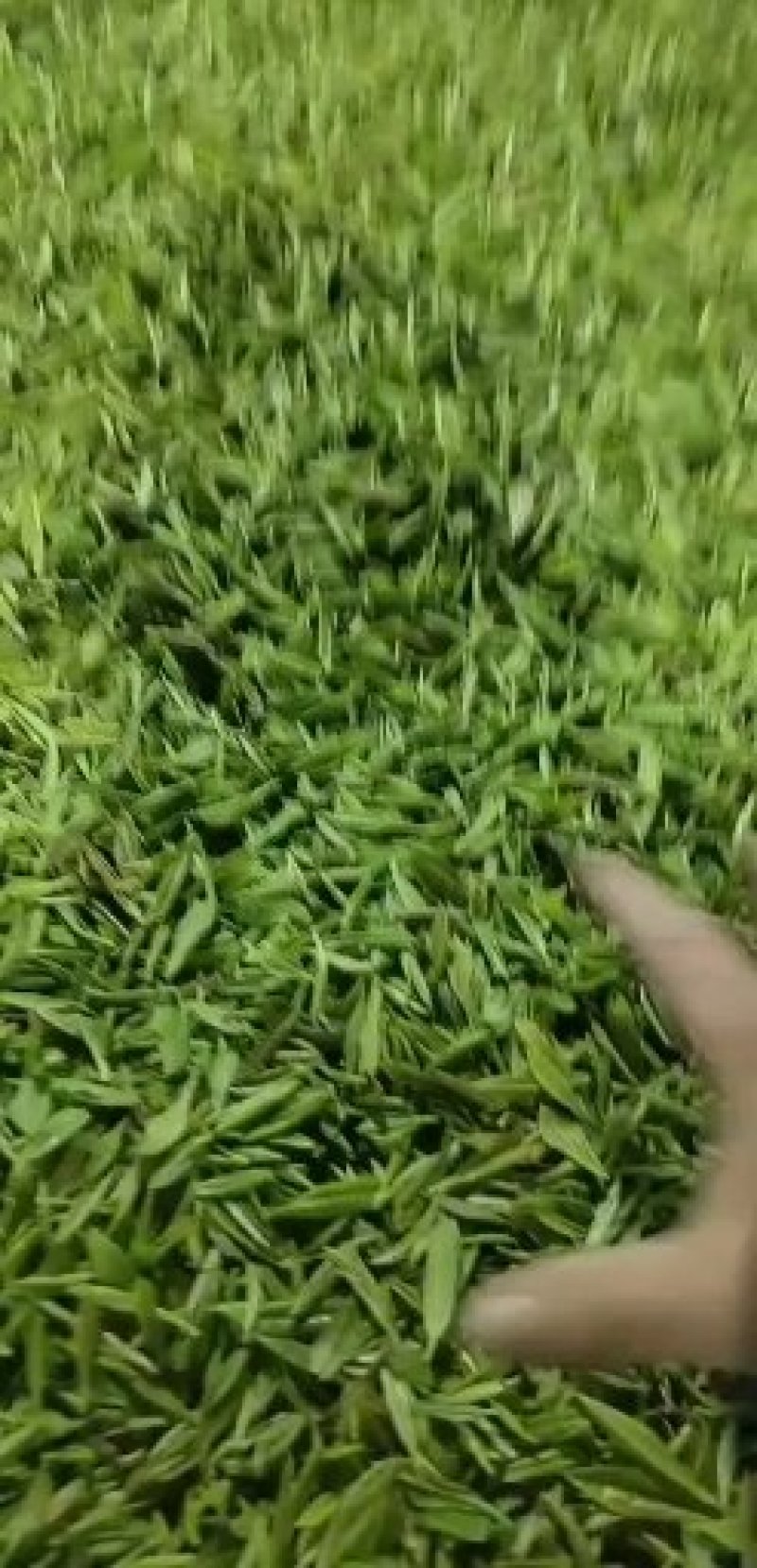 黄金茶一两黄金一两茶！千金难寻明前茶！保靖黄金茶