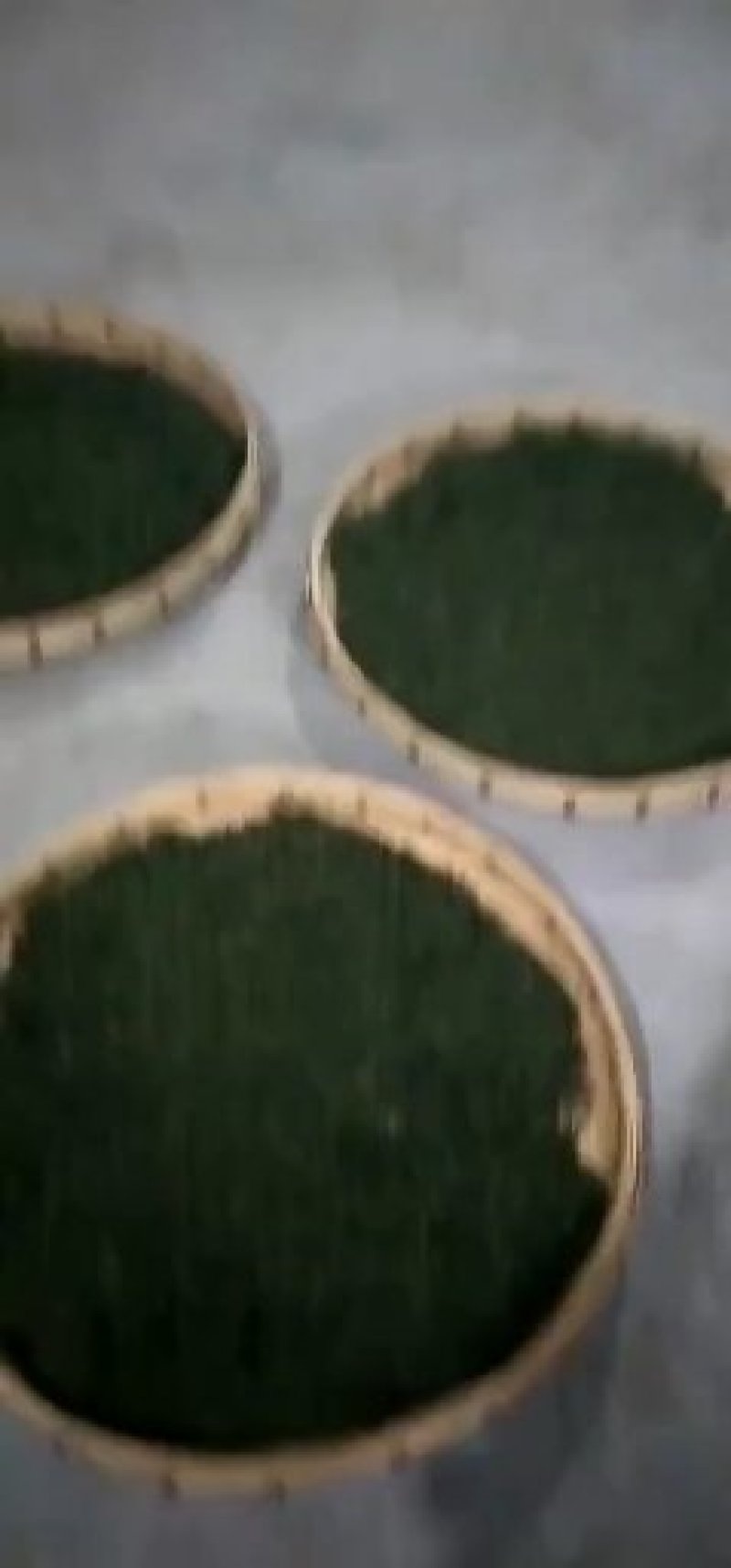 黄金茶一两黄金一两茶！千金难寻明前茶！保靖黄金茶