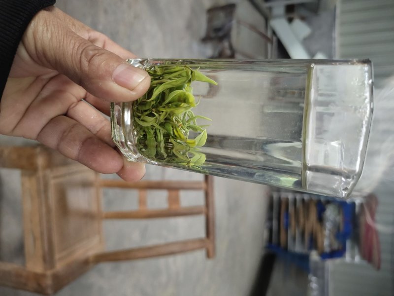 黄金茶一两黄金一两茶！千金难寻明前茶！保靖黄金茶