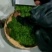 黄金茶一两黄金一两茶！千金难寻明前茶！保靖黄金茶