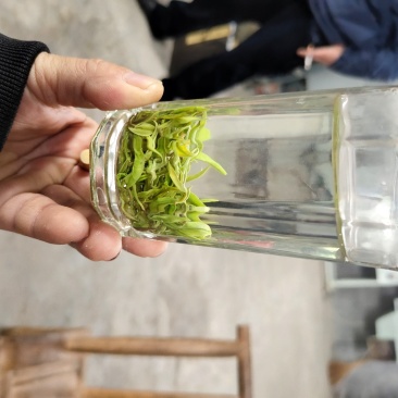 黄金茶一两黄金一两茶！千金难寻明前茶！保靖黄金茶