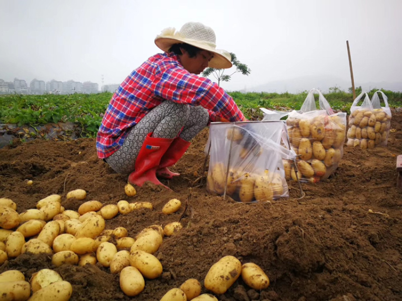 霞浦沙地土豆🥔二两起步黄皮黄心，品质如一产地直销