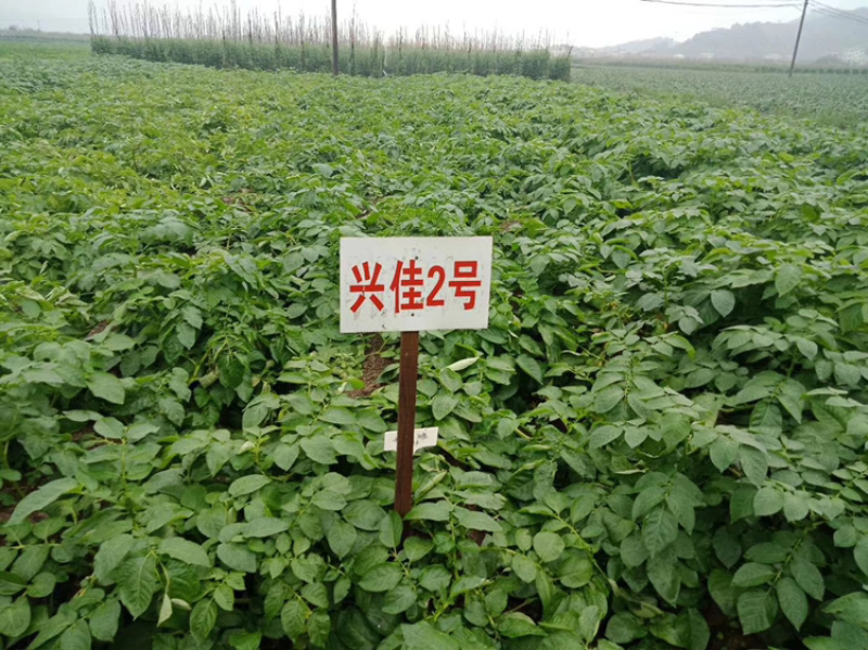 霞浦沙地土豆🥔二两起步黄皮黄心，品质如一产地直销