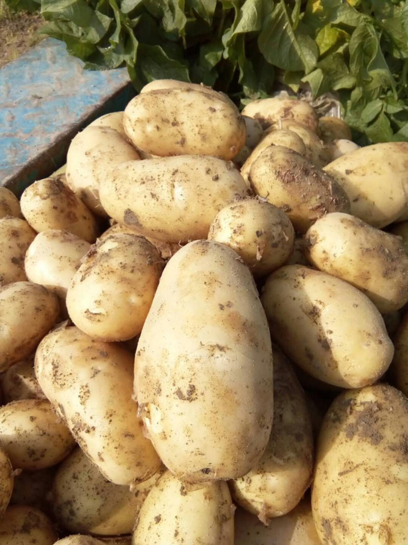 霞浦沙地土豆🥔二两起步黄皮黄心，品质如一产地直销
