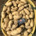 霞浦沙地土豆🥔二两起步黄皮黄心，品质如一产地直销
