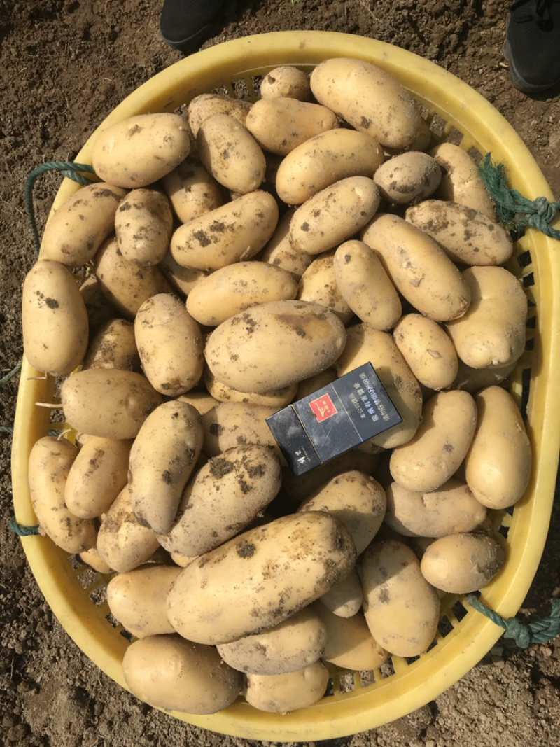 霞浦沙地土豆🥔二两起步黄皮黄心，品质如一产地直销