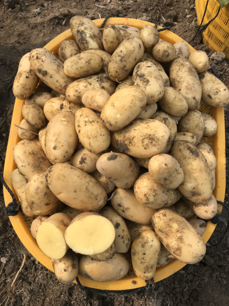 霞浦沙地土豆🥔二两起步黄皮黄心，品质如一产地直销