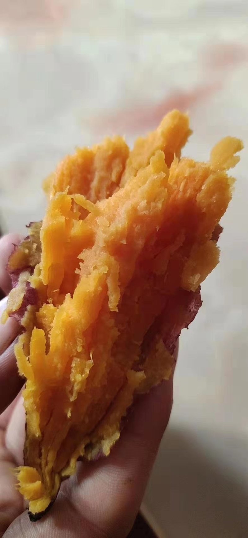 西瓜红红薯大连供应视频看货产地直发整车发货