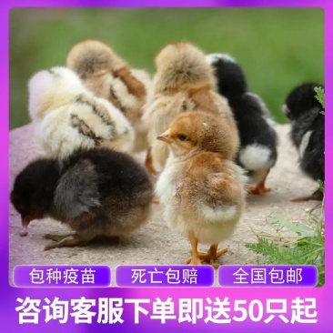 土鸡苗本公司常年供应优质鸡苗全国包邮包成活