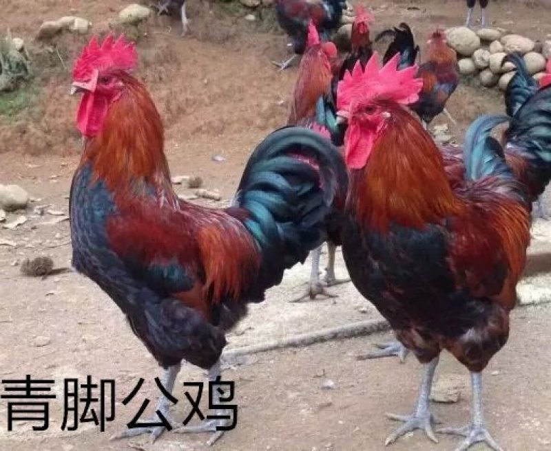 土鸡苗本公司常年供应优质鸡苗全国包邮包成活