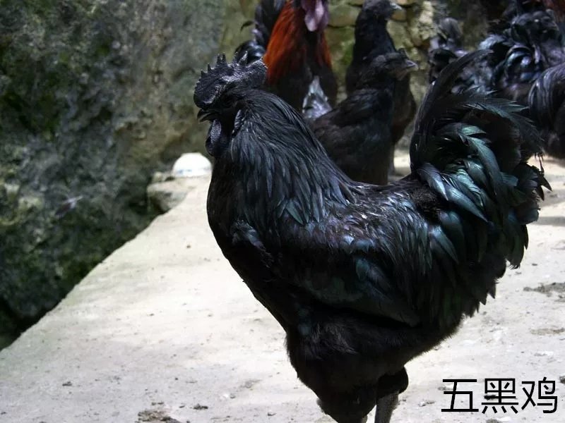 土鸡苗本公司常年供应优质鸡苗全国包邮包成活