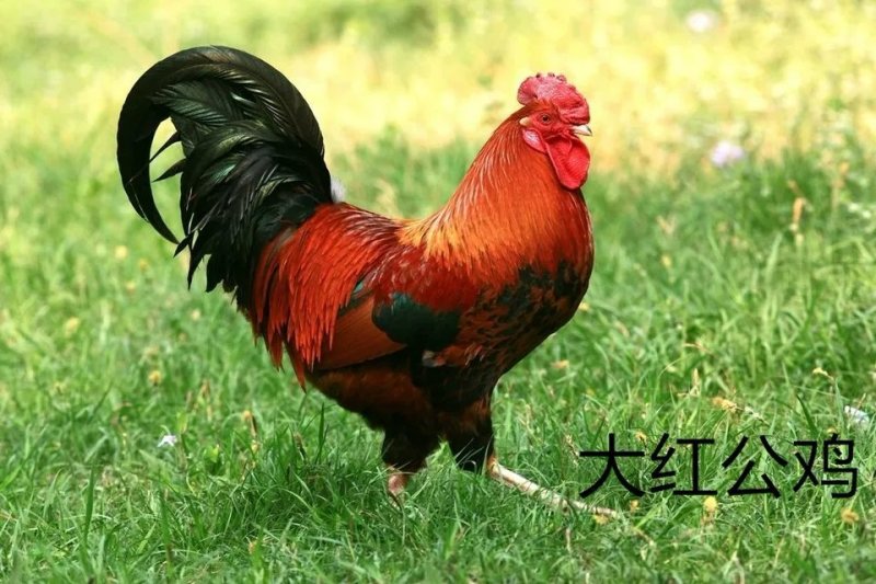 土鸡苗本公司常年供应优质鸡苗全国包邮包成活