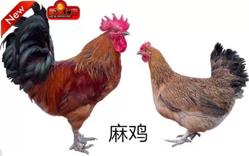 土鸡苗本公司常年供应优质鸡苗全国包邮包成活