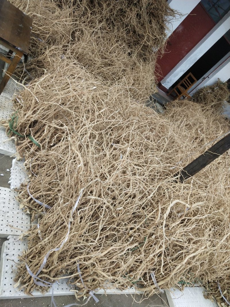 野生黄花倒水莲倒掉黄观音串云南精选条干品鲜品包邮
