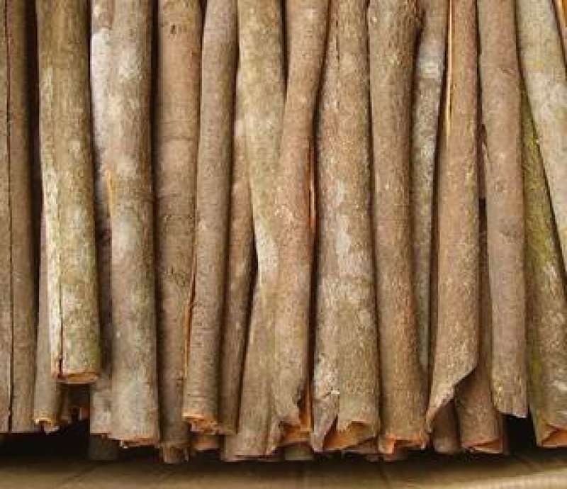 大量今年新剥的干桂皮