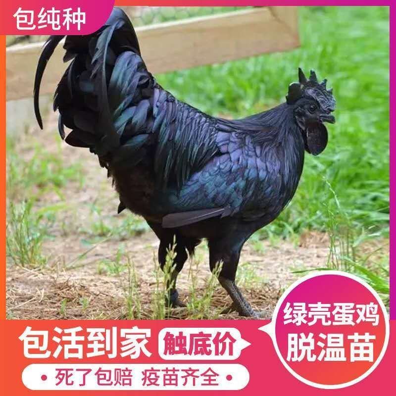 《精选》五黑鸡苗鸡苗量大从优包运输量大优惠