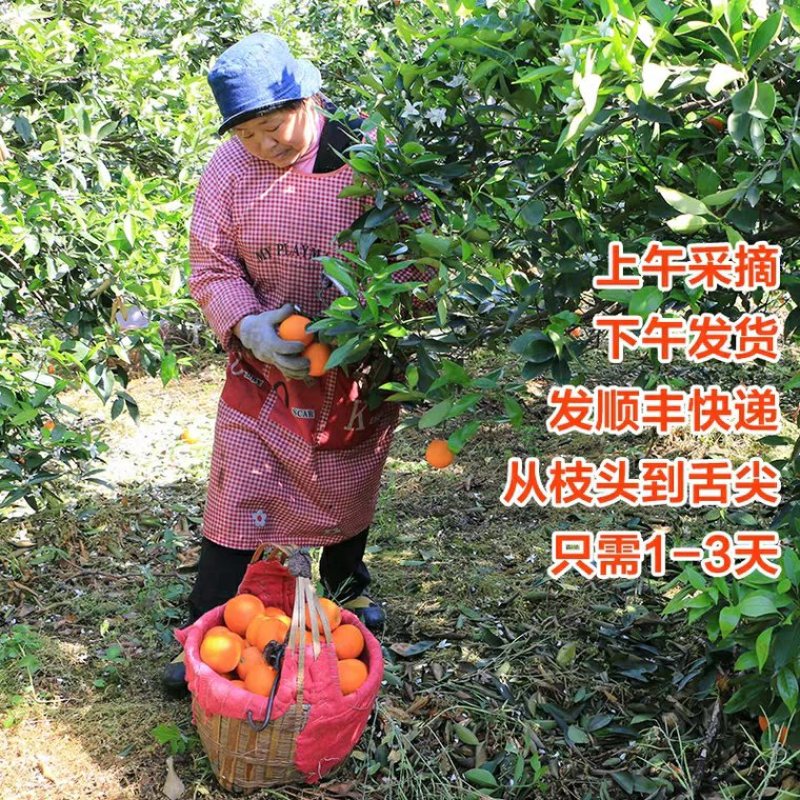 顺丰包新鲜水果奉节脐橙72-1现拍现摘带绿叶非赣南脐橙