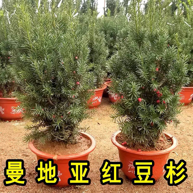 曼地亚红豆杉北方正宗曼地亚基地直发保证品种包活